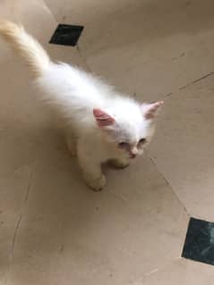 Persian Cat 3 month Old ( Female )