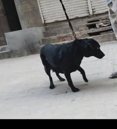 Female Lab dog