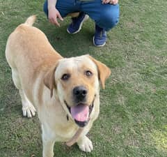 American Labrador Male