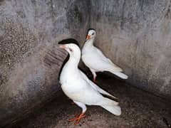 Danish & Silver Mukhi Pairs