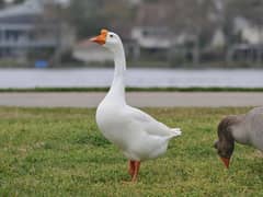 Big duck pair