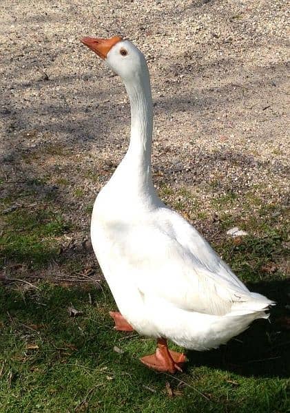 Big duck pair 1