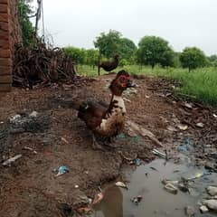 Muscovy duck