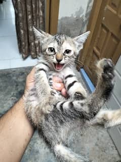 Syberian Female Cat with 3 Kittens