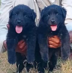 black Shepherd German double coat Jodi for sale