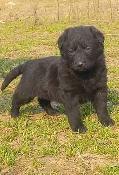 black Shepherd German male