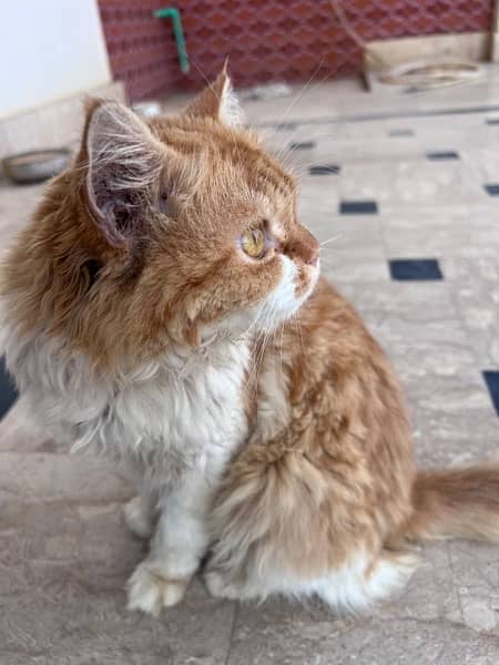 Persian Cat Male 7