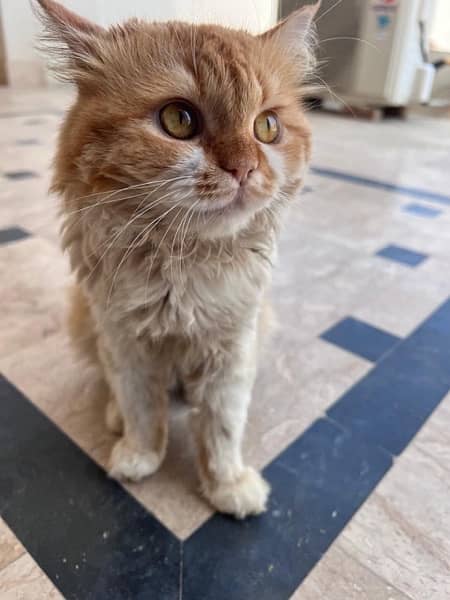 Persian Cat Male 10