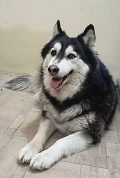 Siberian husky black male blue eyes