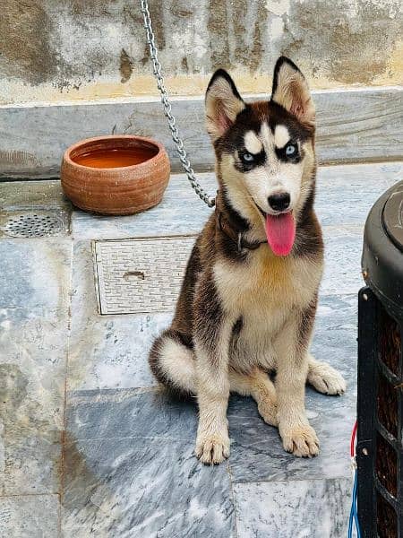 Siberian husky black male blue eyes 2