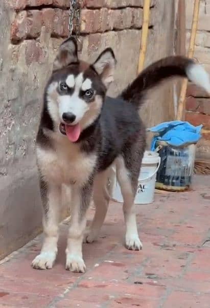 Siberian husky black male blue eyes 3