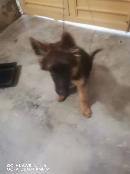 4 months German Shephard puppy long coat 0