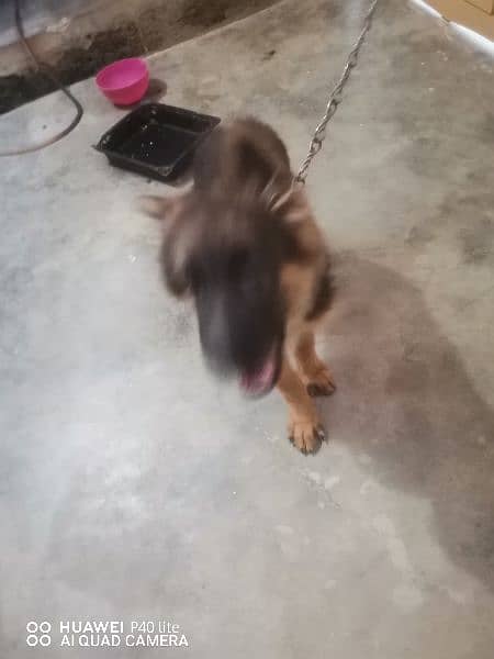 4 months German Shephard puppy long coat 1