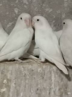 albino black eye split Red eye 1500 per pice 0