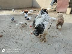 Pigeons & Brahma for sale