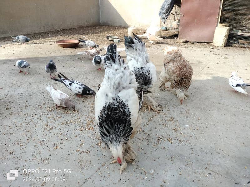 Pigeons & Brahma for sale 1