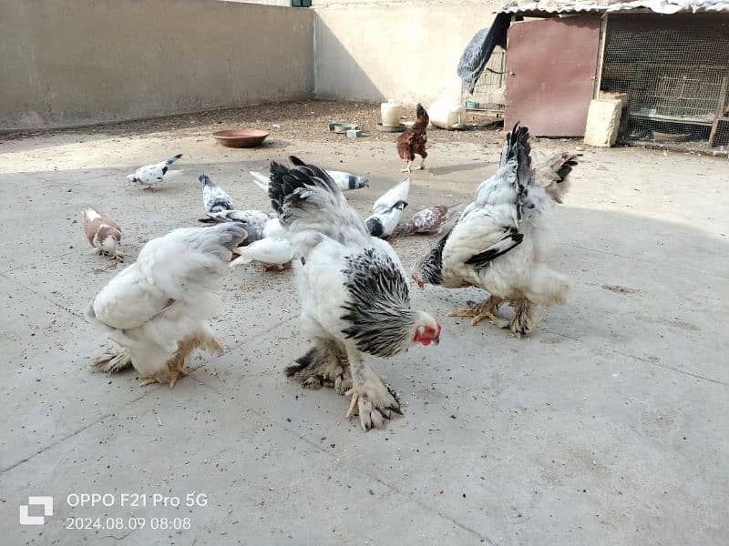 Pigeons & Brahma for sale 9