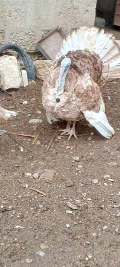 TURKEY  BREED PAIR FOR SALE  03110245067