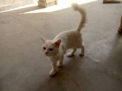 Persian cat,full vaccinated,120days age demand 16000