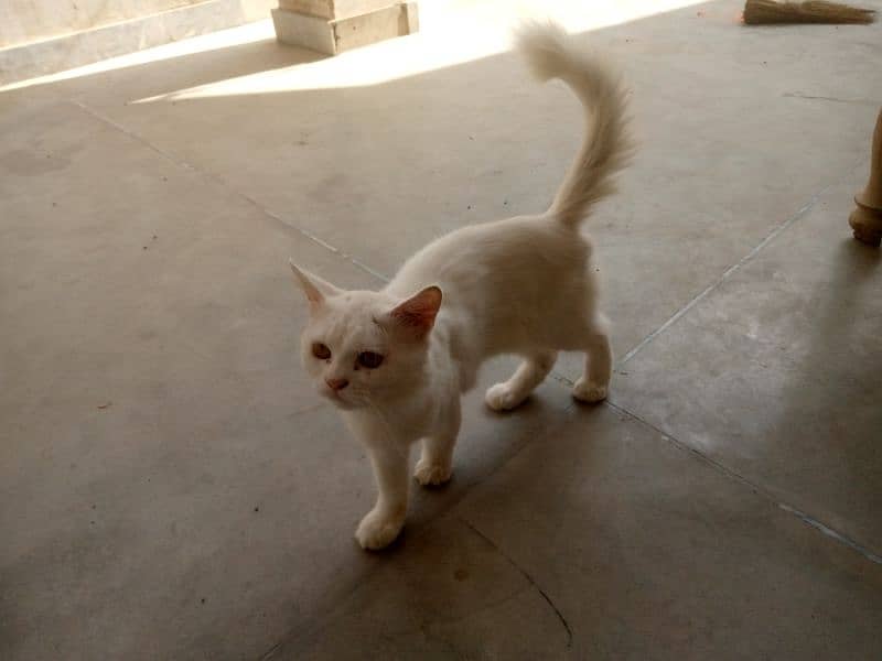 Persian cat,full vaccinated,120days age demand 16000 0