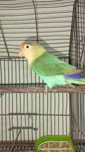 ready to breed birdz parblu x blue fishar 03143119903 1