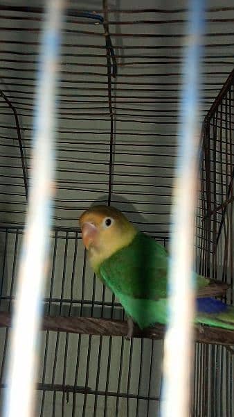 ready to breed birdz parblu x blue fishar 03143119903 2