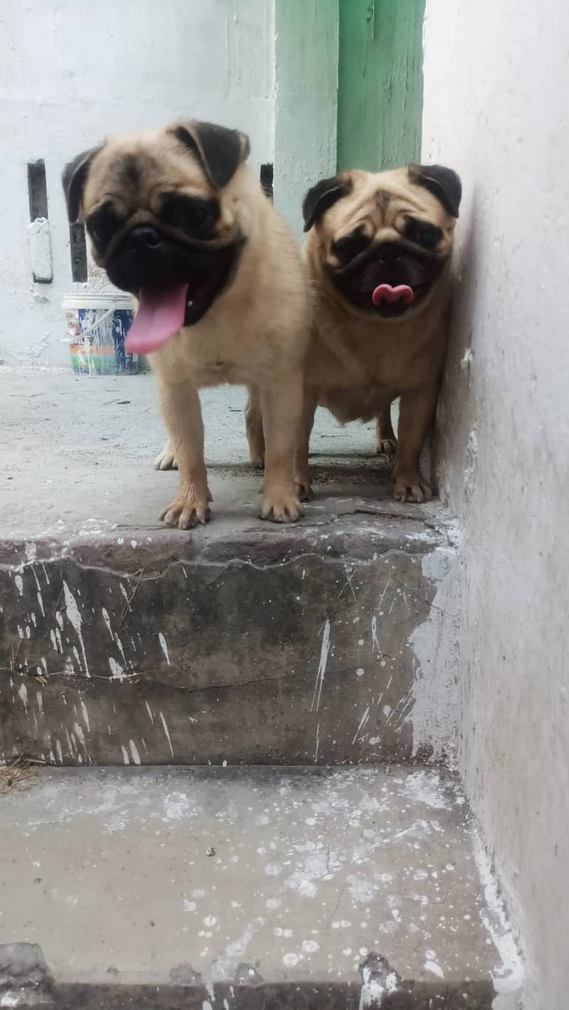 Pug / Pug pair / Pug Dog 1