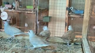 Red dove breeder pair