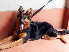 German shepherd female double court