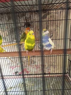 Best Budgie, Australian Parrots Rs350