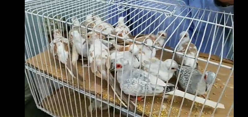 dove adult and chicks for sale 1