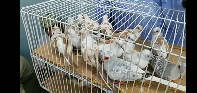 dove adult and chicks for sale 2