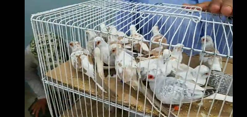 dove adult and chicks for sale 3