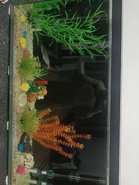 1 Fish Aquarium All Good Condition 1