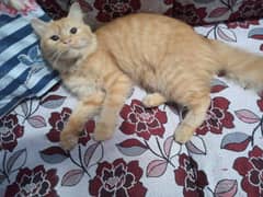 Persian ginger pregnant female 9 month old