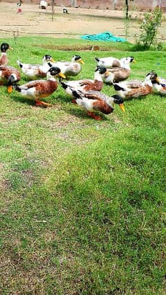 Desi ducks