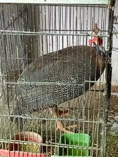 guinea fowl teetari. male female not confirmed