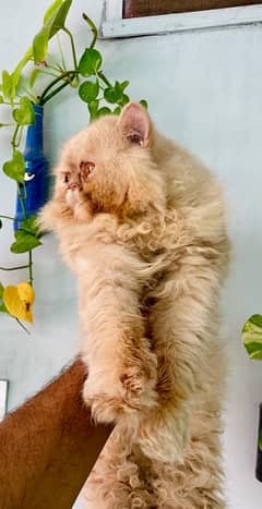 persian male cat