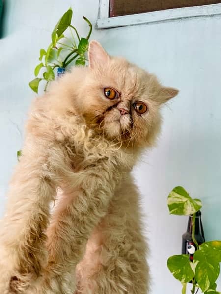 persian male cat 3