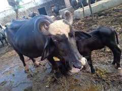 Buffalo with Baby For Sale 425000 0