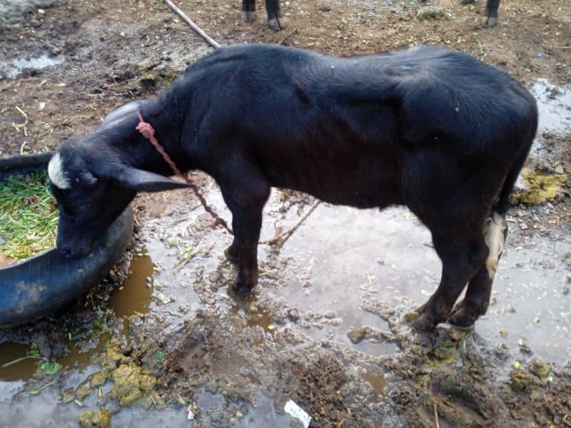 Buffalo with Baby For Sale 425000 1