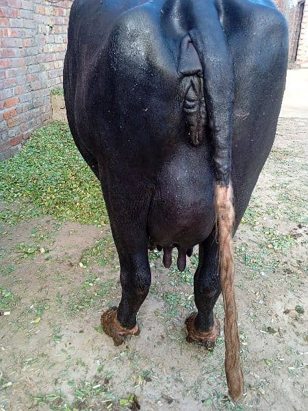 Buffalo with Baby For Sale 425000 2