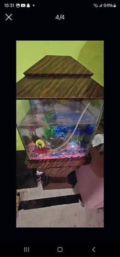 fish Accurium 0