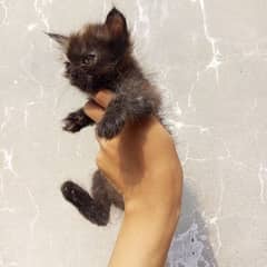 Persian kittens | triple Coated | Punch Face kittens For Sale