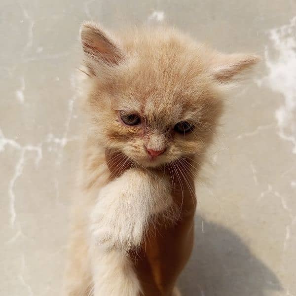 Piki Kitten | Punch face Kitten | persian cat | kittens | kitty | doll 6