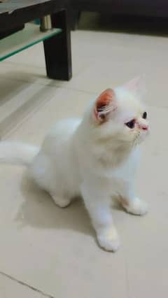 Persian Cat for sale 0