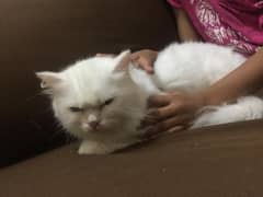 persian cat available for sale in Isb