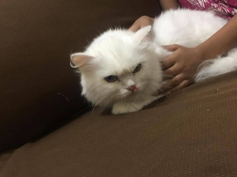 persian cat available for sale 3