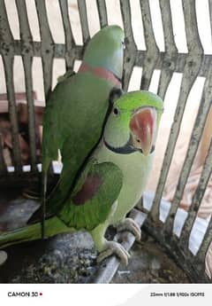 2 Raw parrots for sale