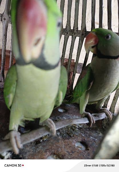 2 Raw parrots for sale 1